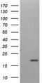 LIM Domain Only 2 antibody, TA506177AM, Origene, Western Blot image 