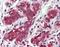 Fanconi anemia group C protein antibody, orb89381, Biorbyt, Immunohistochemistry paraffin image 