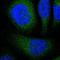 SUMO-conjugating enzyme UBC9 antibody, HPA003909, Atlas Antibodies, Immunofluorescence image 