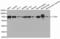 Leukotriene A4 Hydrolase antibody, STJ24431, St John