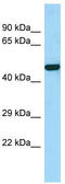 Ras Association Domain Family Member 9 antibody, TA333943, Origene, Western Blot image 