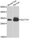 Sulfotransferase Family 1A Member 1 antibody, LS-C331573, Lifespan Biosciences, Western Blot image 