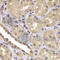 BCL2 Associated Athanogene 2 antibody, A7763, ABclonal Technology, Immunohistochemistry paraffin image 