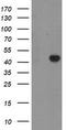 RAB3A Interacting Protein Like 1 antibody, TA504958S, Origene, Western Blot image 