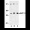 XIAP Associated Factor 1 antibody, MBS150176, MyBioSource, Western Blot image 