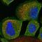 Flagellum Associated Containing Coiled-Coil Domains 1 antibody, HPA035793, Atlas Antibodies, Immunofluorescence image 