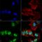 Synuclein Alpha antibody, SMC-531D-A680, StressMarq, Immunocytochemistry image 