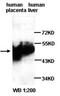 Activation Induced Cytidine Deaminase antibody, orb77024, Biorbyt, Western Blot image 