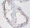 Sperm mitochondrial-associated cysteine-rich protein antibody, A53252-100, Epigentek, Immunohistochemistry paraffin image 