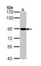 Calnexin antibody, LS-B4863, Lifespan Biosciences, Western Blot image 