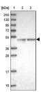 Armadillo Repeat Containing 6 antibody, NBP2-14317, Novus Biologicals, Western Blot image 