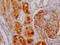 Glutamyl Aminopeptidase antibody, CSB-RA552900A0HU, Cusabio, Immunohistochemistry frozen image 