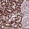 Nudix Hydrolase 16 Like 1 antibody, HPA063605, Atlas Antibodies, Immunohistochemistry frozen image 