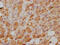 NPC1 Like Intracellular Cholesterol Transporter 1 antibody, CSB-RA921474A0HU, Cusabio, Immunohistochemistry frozen image 