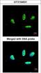 LIM Domain Binding 1 antibody, LS-C185626, Lifespan Biosciences, Immunocytochemistry image 