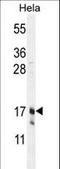 CLDN7 antibody, LS-B14354, Lifespan Biosciences, Western Blot image 
