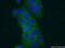 VIP peptides antibody, 16233-1-AP, Proteintech Group, Immunofluorescence image 