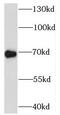 Synaptotagmin Like 3 antibody, FNab08461, FineTest, Western Blot image 