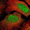 Meiosis Regulator For Oocyte Development antibody, NBP2-56732, Novus Biologicals, Immunofluorescence image 