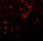 ZIP-8 antibody, NBP1-76505, Novus Biologicals, Immunocytochemistry image 