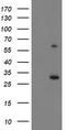 Potassium Channel Tetramerization Domain Containing 14 antibody, TA502637, Origene, Western Blot image 