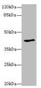Ganglioside Induced Differentiation Associated Protein 1 Like 1 antibody, A59206-100, Epigentek, Western Blot image 