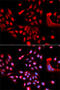 U2 Small Nuclear RNA Auxiliary Factor 1 antibody, 19-998, ProSci, Immunofluorescence image 