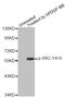 SRC Proto-Oncogene, Non-Receptor Tyrosine Kinase antibody, STJ22408, St John