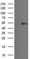 Protein Mdm4 antibody, TA505749, Origene, Western Blot image 