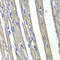 Prostaglandin F synthase antibody, 15-075, ProSci, Immunohistochemistry frozen image 