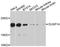 Dual Specificity Phosphatase 14 antibody, A10287, ABclonal Technology, Western Blot image 
