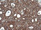 Cytochrome C Oxidase Subunit 6C antibody, LS-C174726, Lifespan Biosciences, Immunohistochemistry paraffin image 