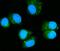 RAB11A, Member RAS Oncogene Family antibody, GTX03669, GeneTex, Immunofluorescence image 