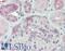 Dual Specificity Phosphatase 22 antibody, LS-A6809, Lifespan Biosciences, Immunohistochemistry frozen image 