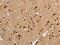 Potassium Voltage-Gated Channel Modifier Subfamily G Member 4 antibody, CSB-PA155172, Cusabio, Immunohistochemistry paraffin image 