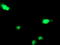 Deoxycytidine kinase antibody, TA502713, Origene, Immunofluorescence image 