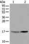 Ubiquitin Conjugating Enzyme E2 W antibody, PA5-67547, Invitrogen Antibodies, Western Blot image 