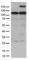 Ret Proto-Oncogene antibody, CF805988, Origene, Western Blot image 