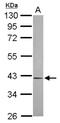 2-Oxoglutarate And Iron Dependent Oxygenase Domain Containing 1 antibody, NBP2-19624, Novus Biologicals, Western Blot image 