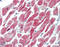 HspB5 antibody, ADI-SPA-222-F, Enzo Life Sciences, Immunohistochemistry paraffin image 
