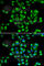 Ribosomal Protein S16 antibody, A6976, ABclonal Technology, Immunofluorescence image 
