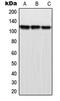 M-Phase Phosphoprotein 9 antibody, MBS821209, MyBioSource, Western Blot image 
