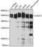 CCR4-NOT Transcription Complex Subunit 1 antibody, 19-964, ProSci, Western Blot image 