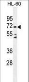 Dipeptidyl Peptidase 3 antibody, LS-C167518, Lifespan Biosciences, Western Blot image 