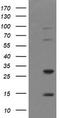 Tripartite Motif Containing 38 antibody, TA505962AM, Origene, Western Blot image 
