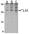 Vegi antibody, LS-C19591, Lifespan Biosciences, Western Blot image 