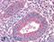 Erythrocyte Membrane Protein Band 4.1 Like 5 antibody, 45-516, ProSci, Enzyme Linked Immunosorbent Assay image 