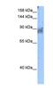 Protein kinase C-binding protein NELL2 antibody, NBP1-59273, Novus Biologicals, Western Blot image 