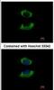 Adenylate kinase isoenzyme 4, mitochondrial antibody, NBP1-31462, Novus Biologicals, Immunocytochemistry image 
