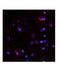 Netrin-4 antibody, ARP49645_P050, Aviva Systems Biology, Immunohistochemistry paraffin image 